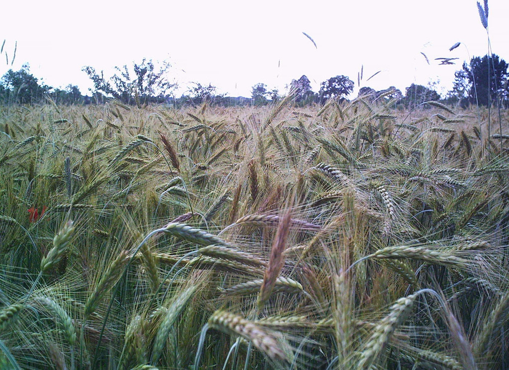 Rye crop