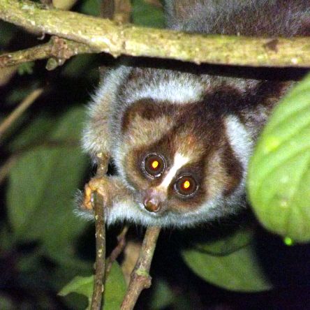 Slow Loris