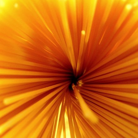 Spaghetti