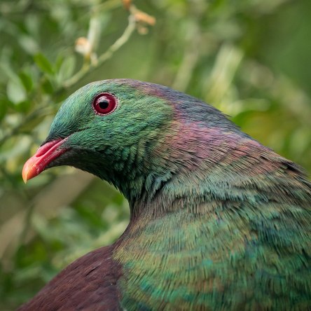 Kereru