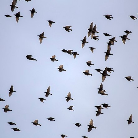 Starlings