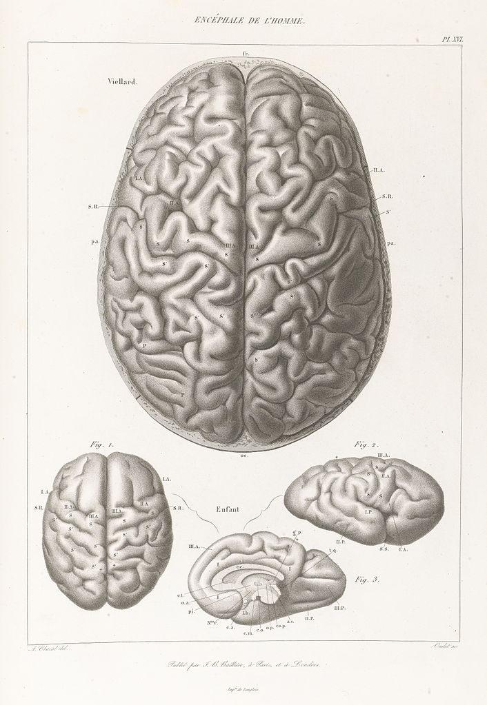 Brain