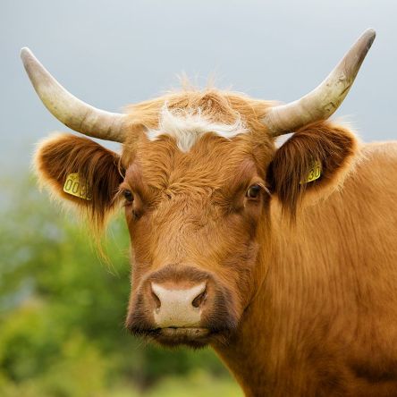 Norwegian cow