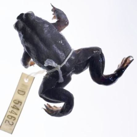 Gastric-brooding frog