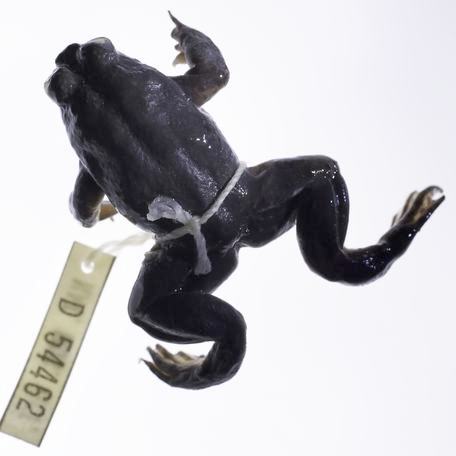 Gastric-brooding frog