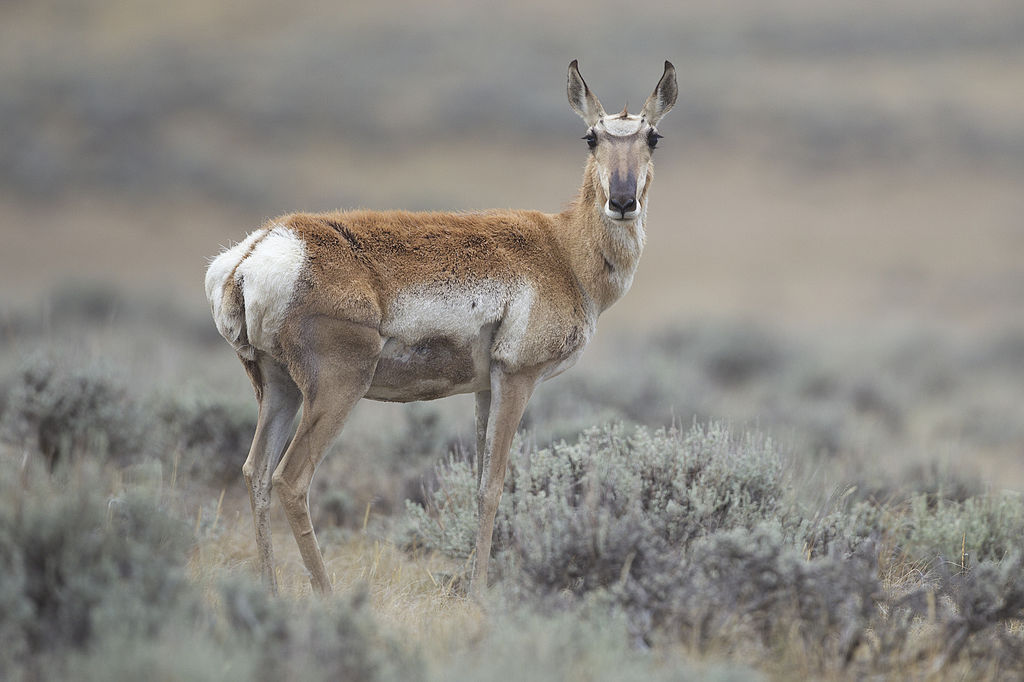 Pronghorn