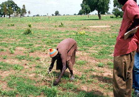 Senegal reforestation