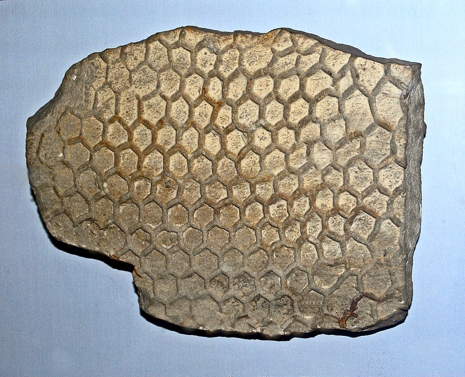 Paleodictyon
