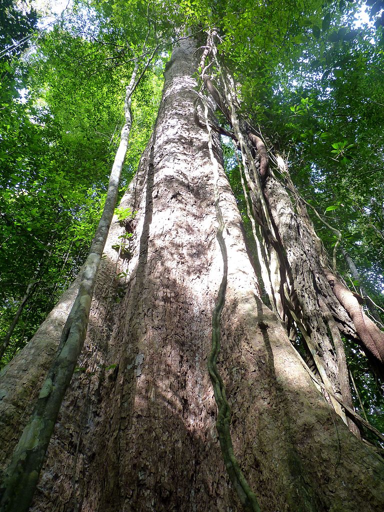 Guiana Amazonian Park