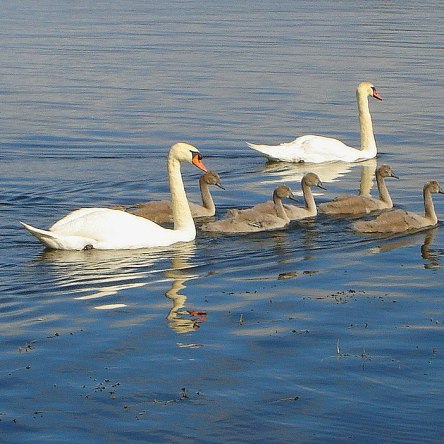 Seven swans
