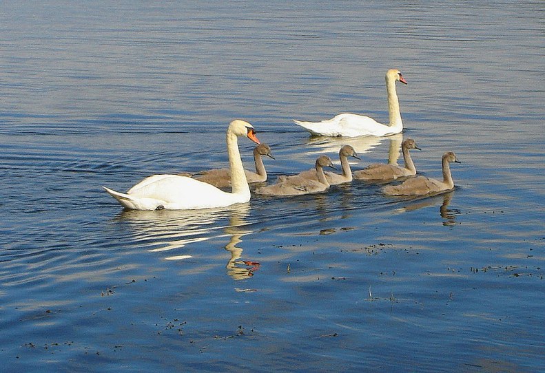 Seven swans