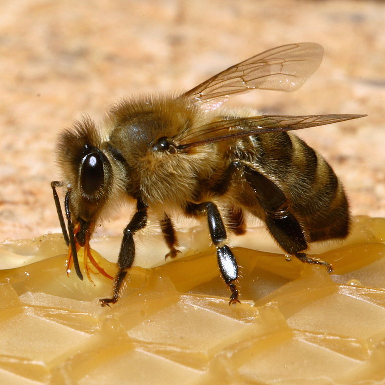 Bee