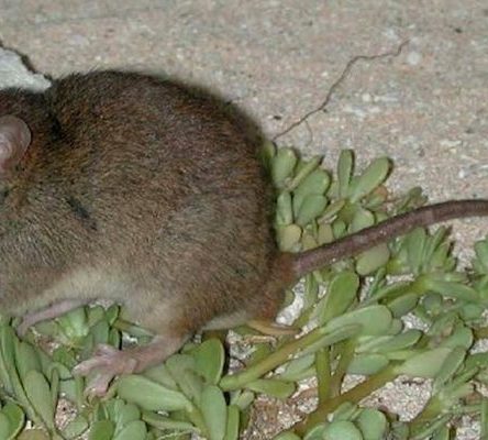 Bramble Cay rat