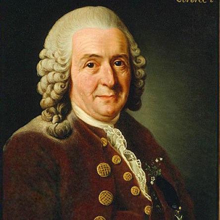 Linnaeus