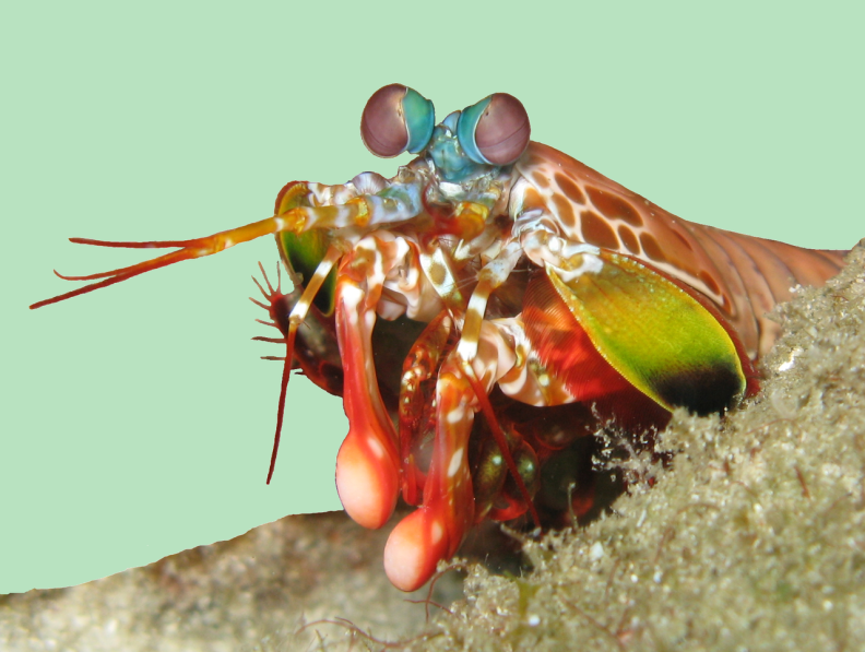 Mantis shrimp