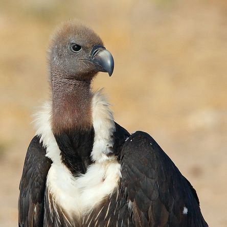 White-rumped vulture