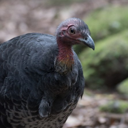 Brushturkey