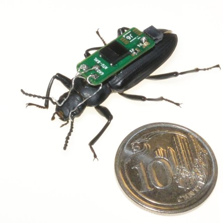 Cyborg beetle