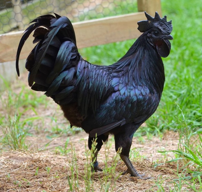 Black chicken