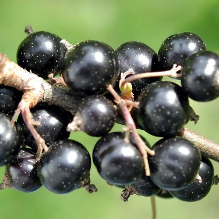Blackcurrant