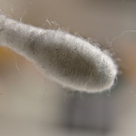 Cotton swab