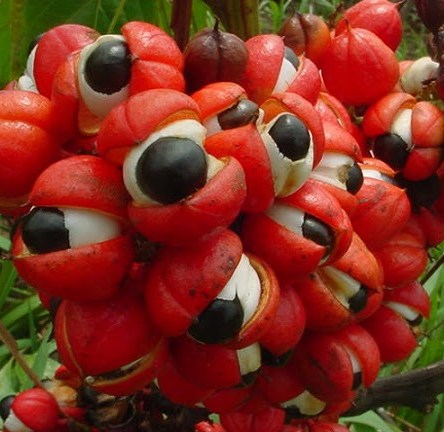 Guarana