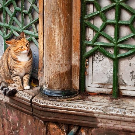 Cat in Istanbul
