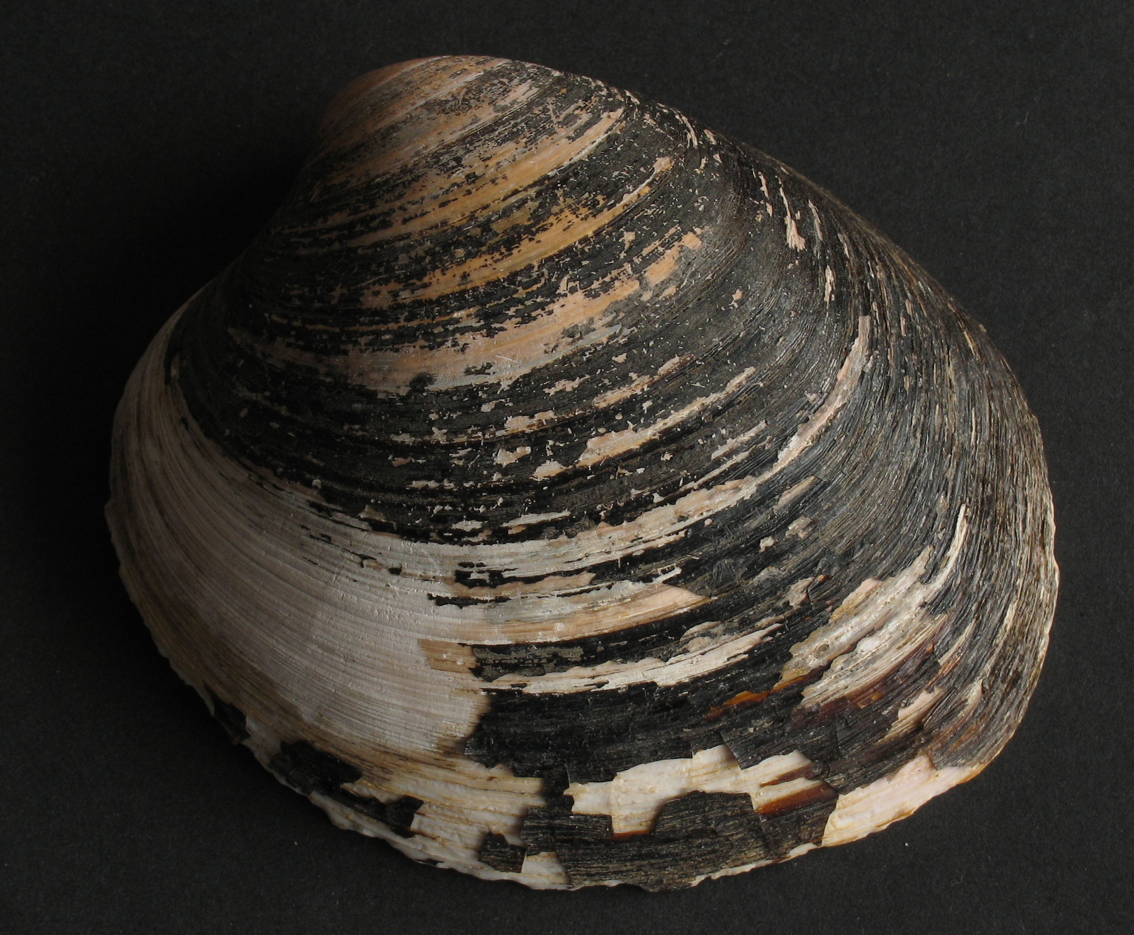 Ocean quahog