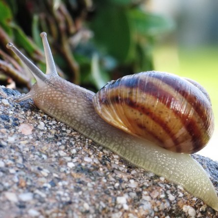 Snail