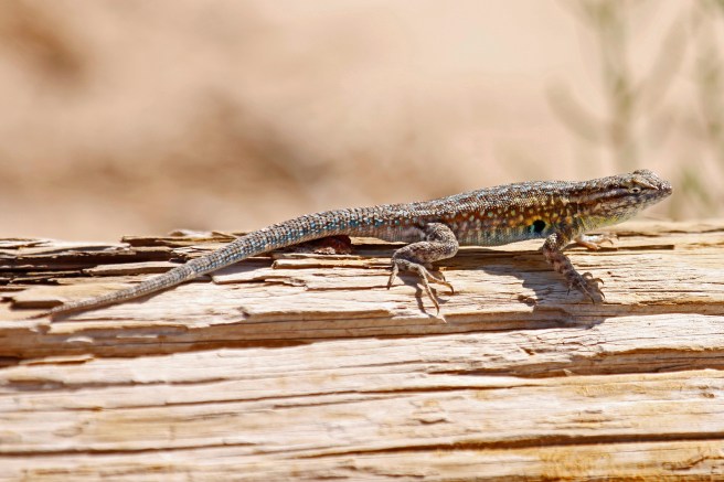 Side-blotched lizard
