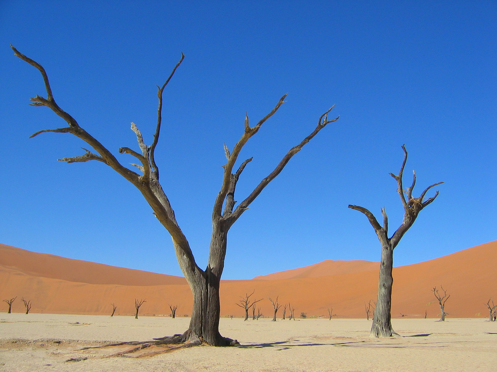 Deadvlei trees