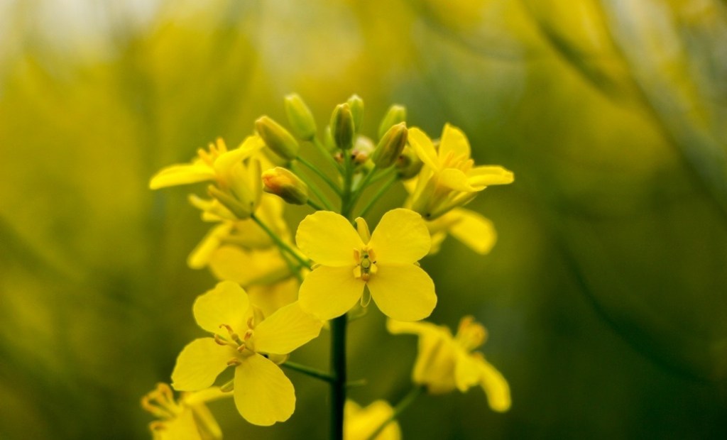 Canola flowers