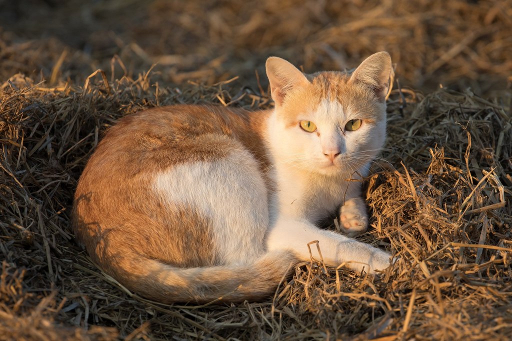 Cat sitting on straw