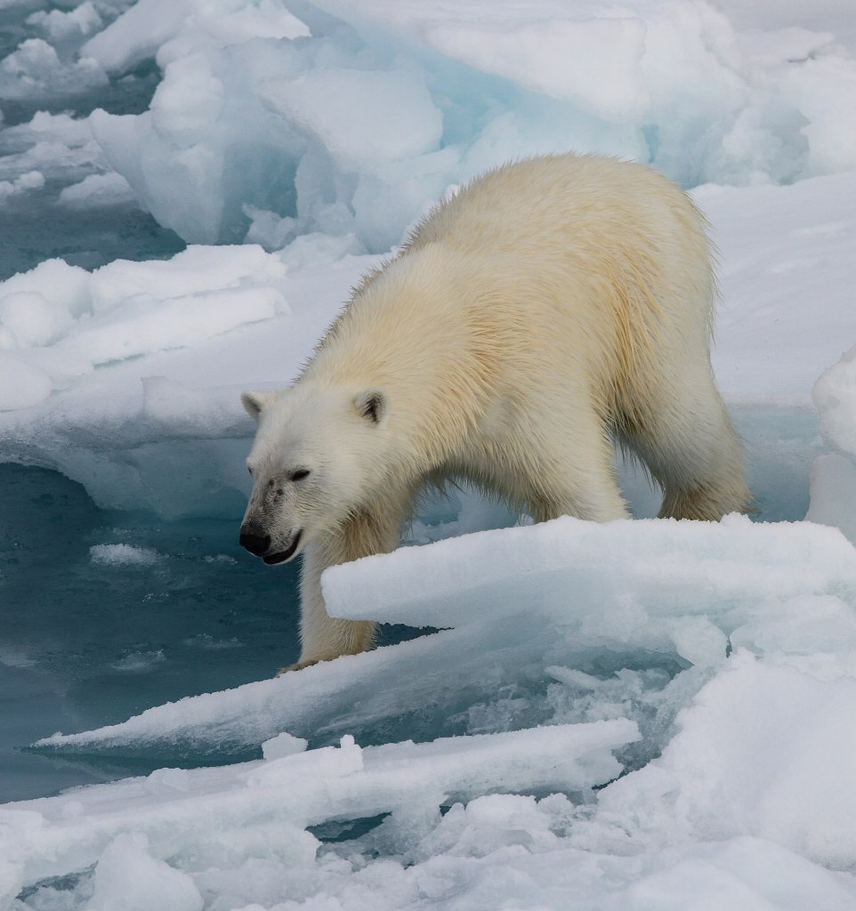 Polar bear