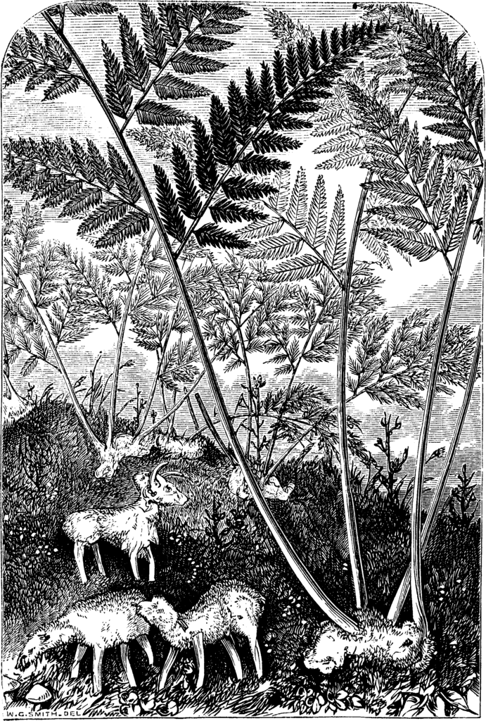 Vegetable Lamb of Tartary