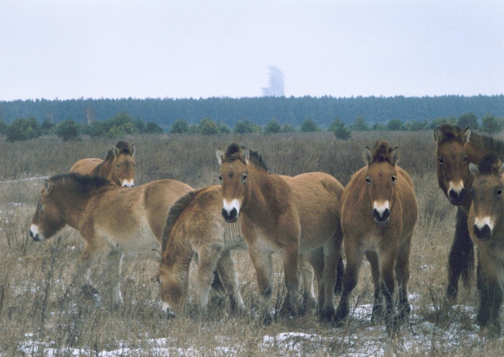 Chernobyl horses