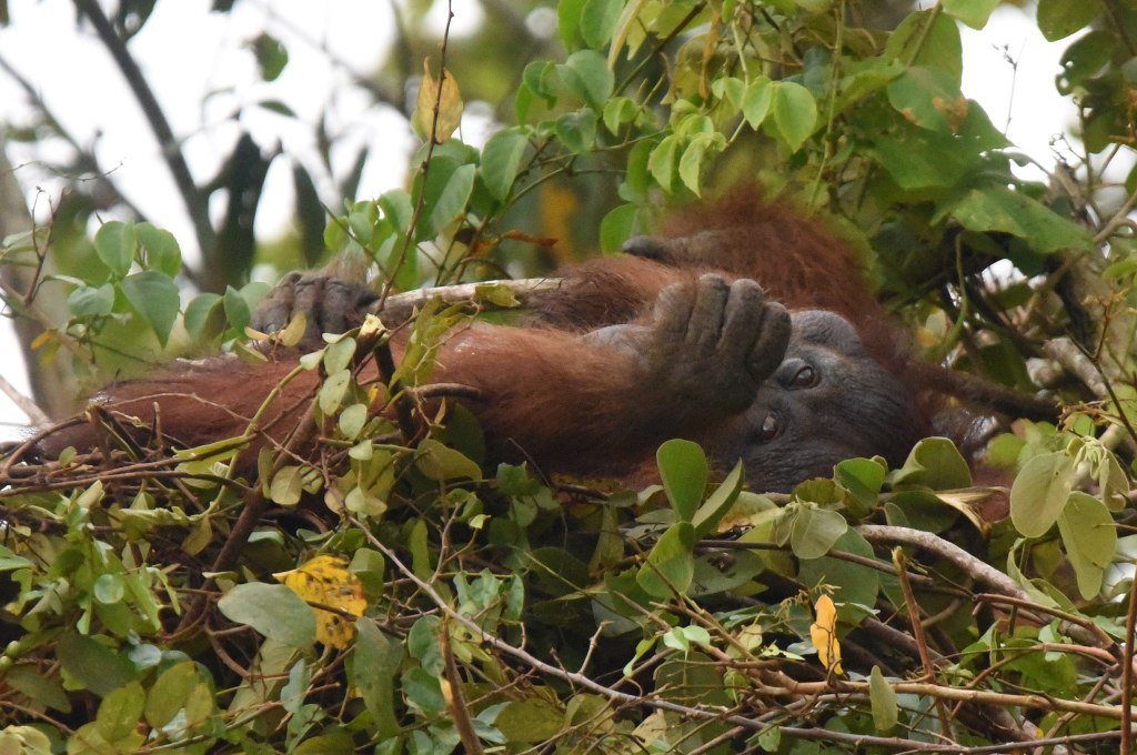 Orangutan nest