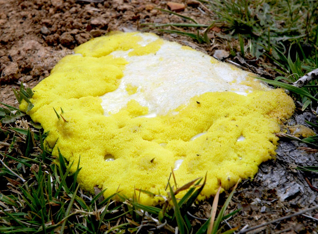 Yellow slime mould