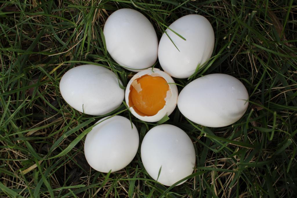 Seven eggs
