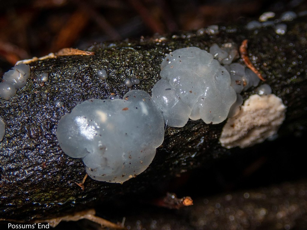 Crystal brain fungus also known as star jelly