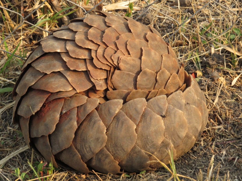 Pangolin